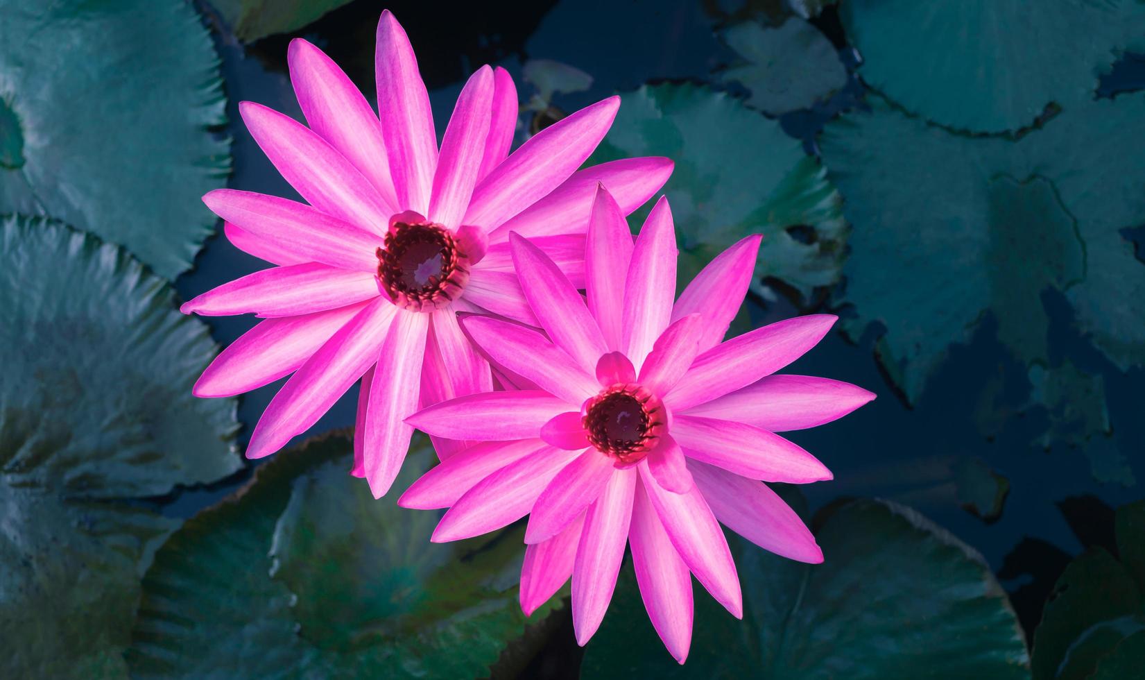 Close-up of beautiful pink waterlily and lotus leaf in the blue pond.lotus flower background photo