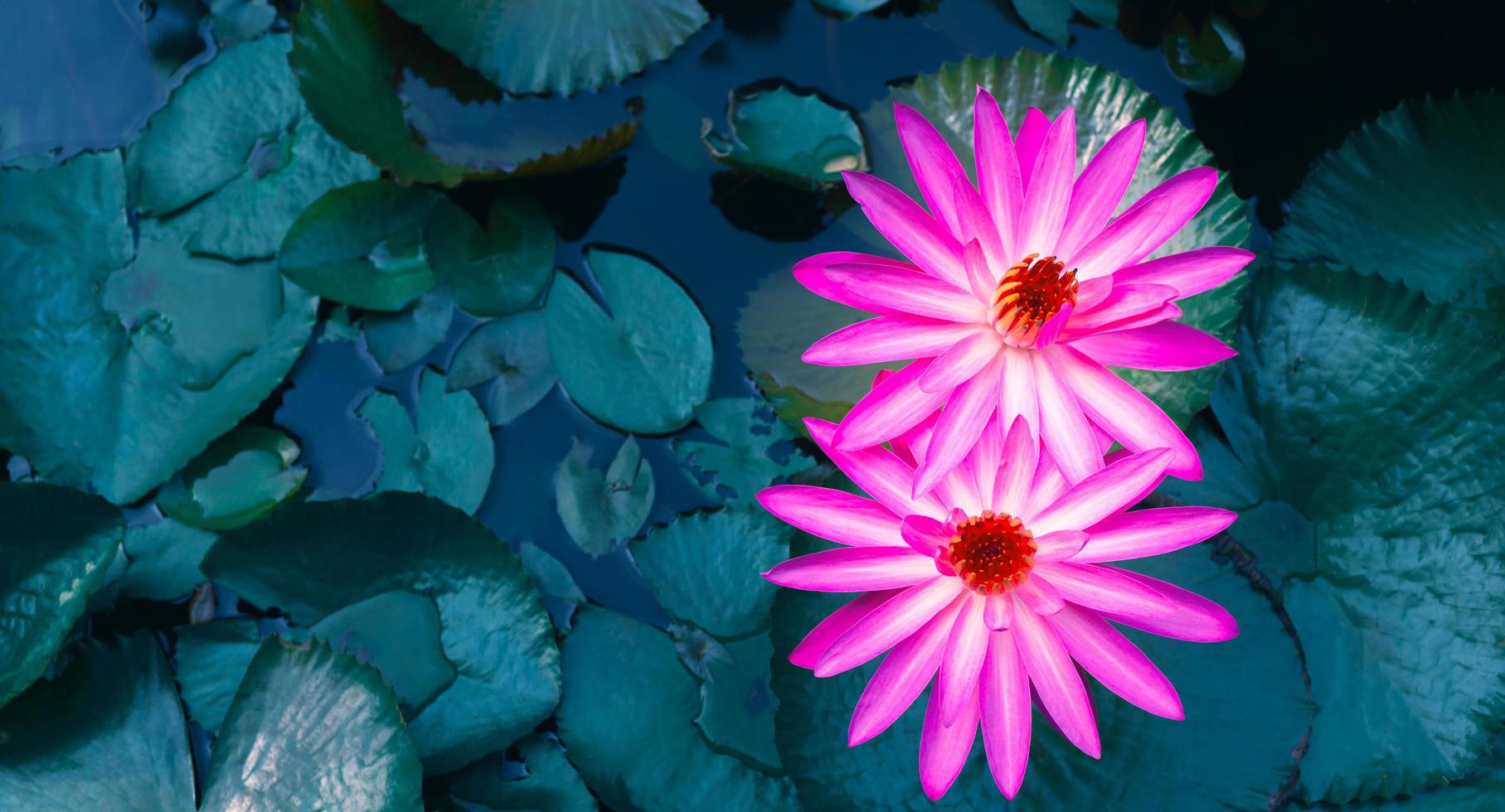 Close-up of beautiful pink waterlily and lotus leaf in the blue pond.lotus flower background photo