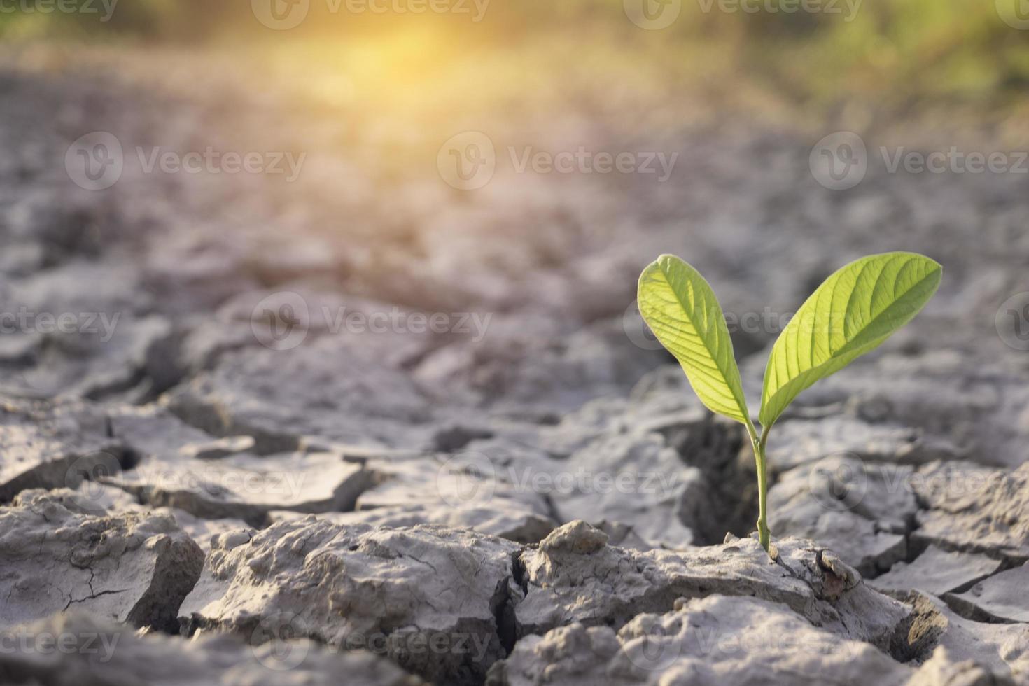 Close up young plant growing up on desolate land.New life concept.Small plants on the crack earth.fresh,seed,Photo fresh and new hopes  concept idea. photo