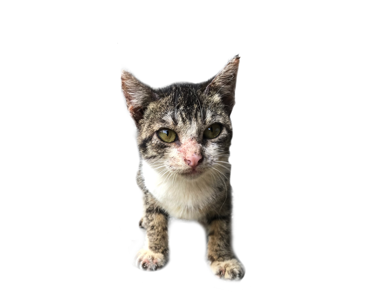 Java kitten photo with plain background. png