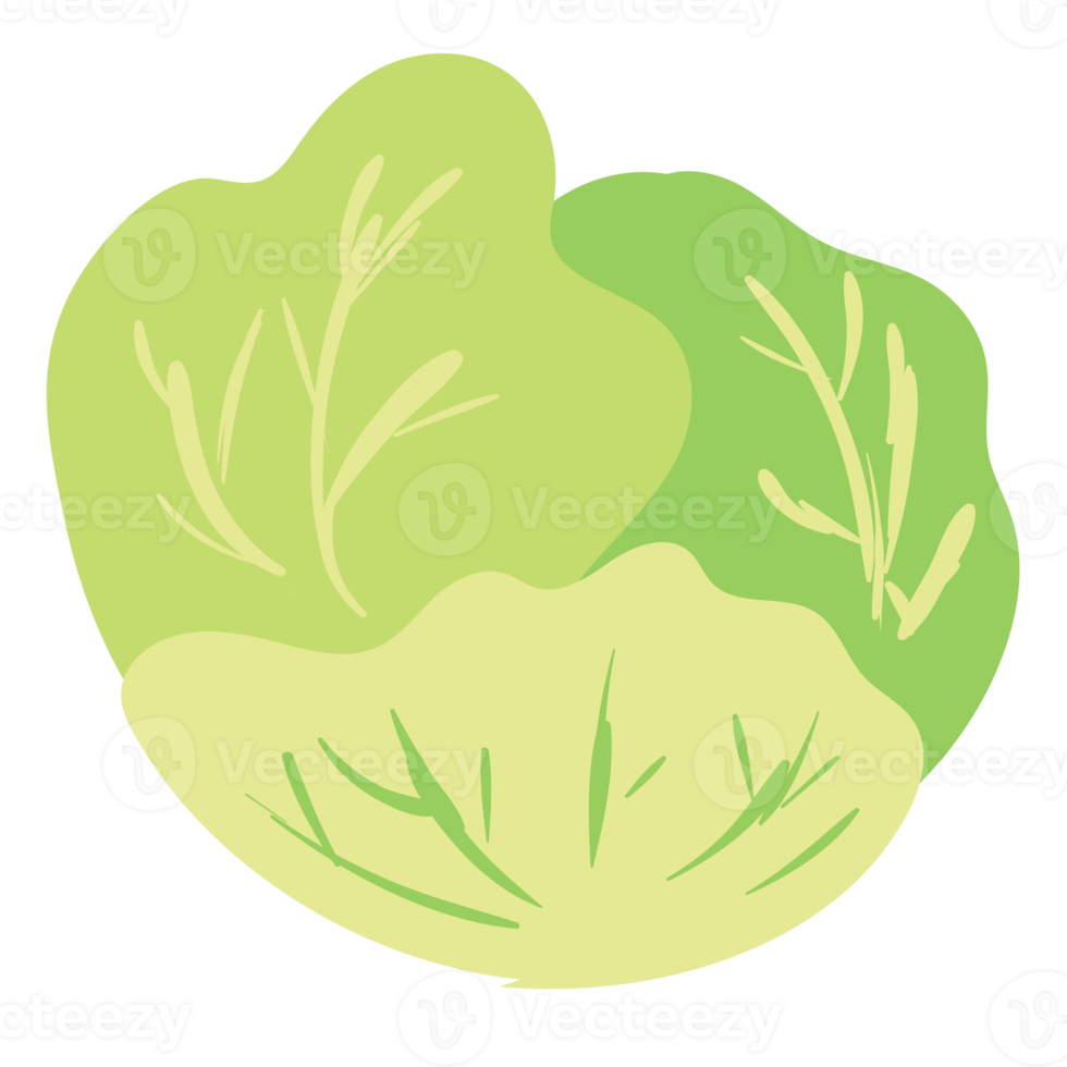 cabbage isolated on white background png