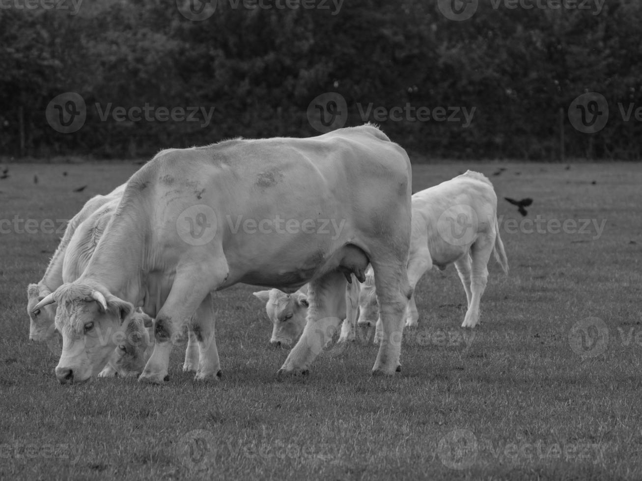 cows in westphalia photo