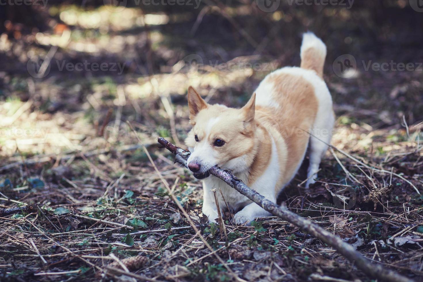 dog playing with a stick in the forest photo