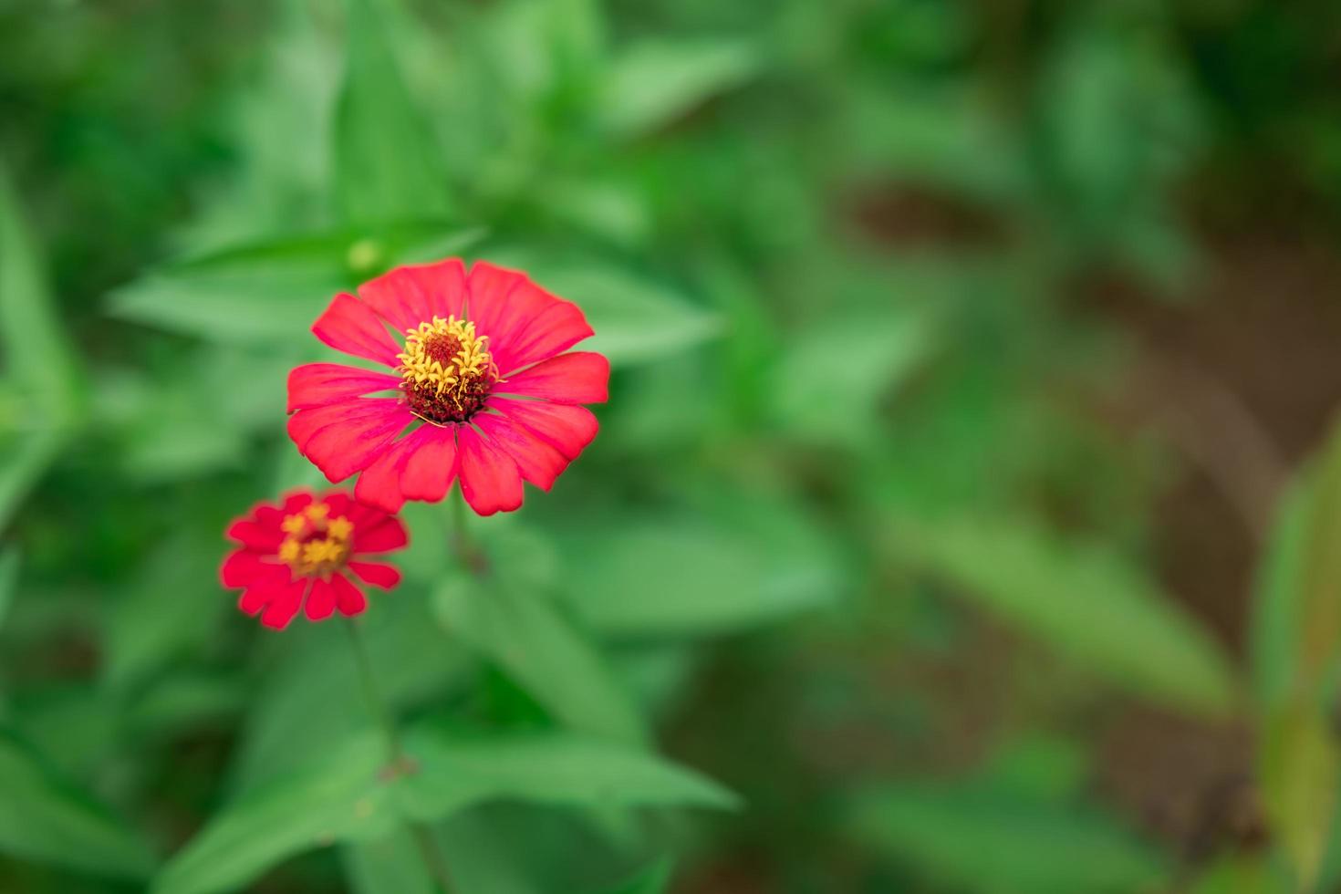 common zinnia pink, front view, blurry background, blooming green in the garden photo