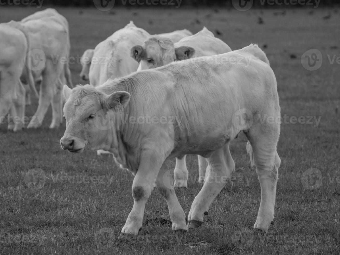 vacas en westfalia foto