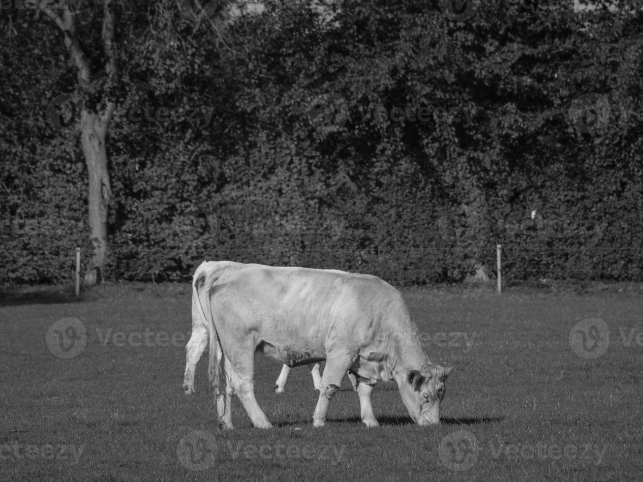 vacas en westfalia foto