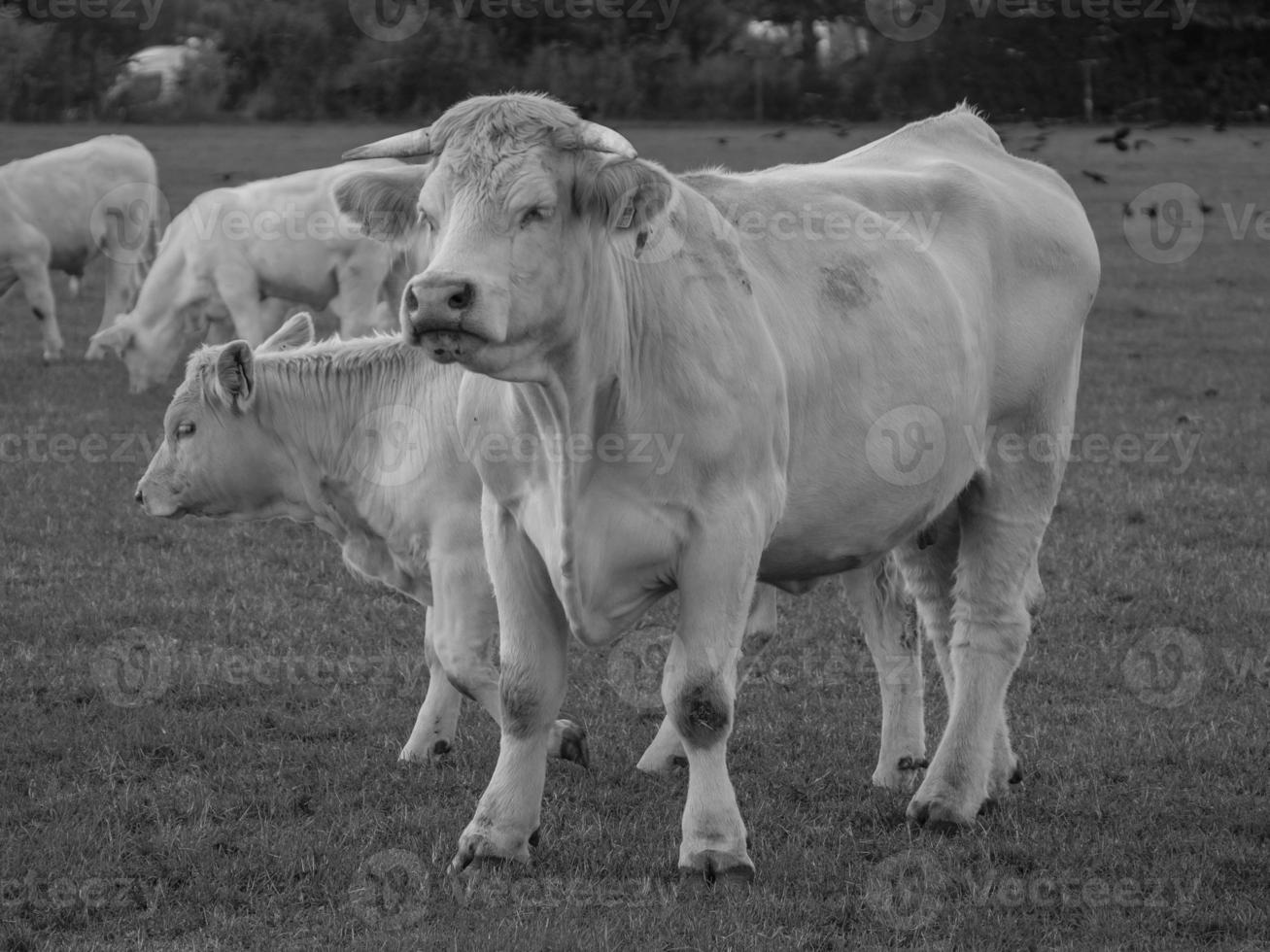 cows in westphalia photo