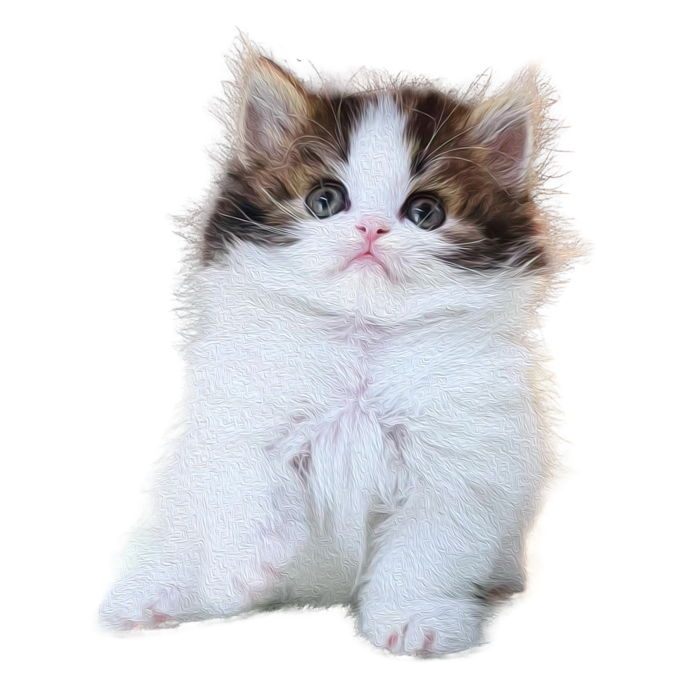 retrato de un gato de raza británica. concepto de mascotas. png