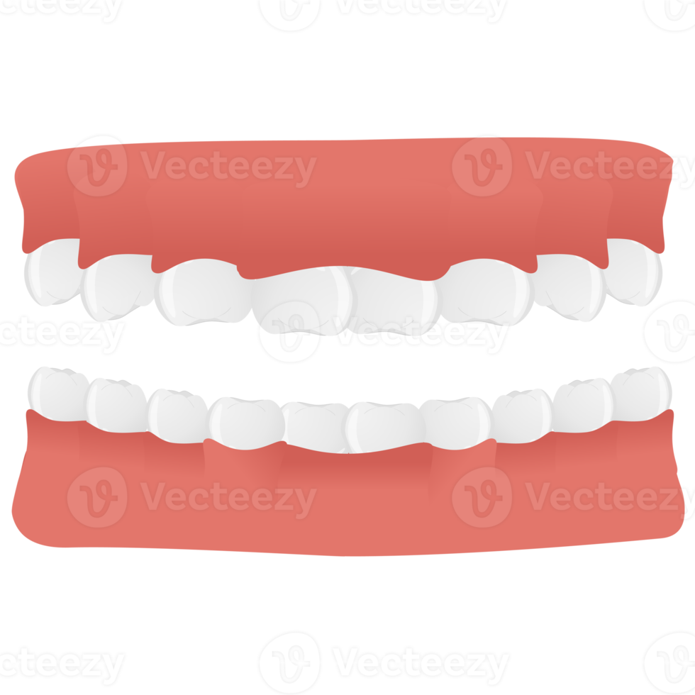 Jaw in realistic style. Teeth set. Colorful png illustration isolated on background.