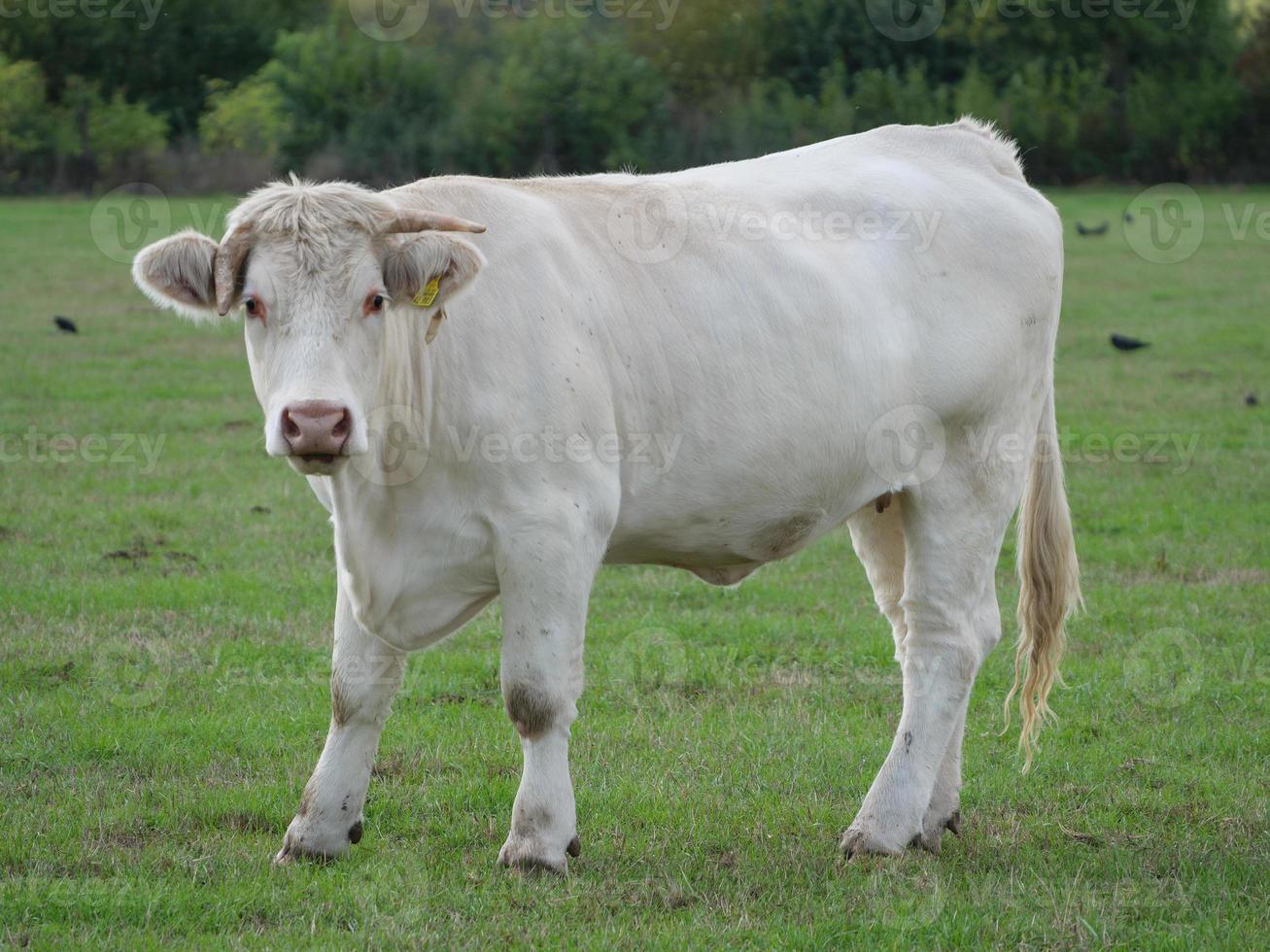 white cows in germany photo