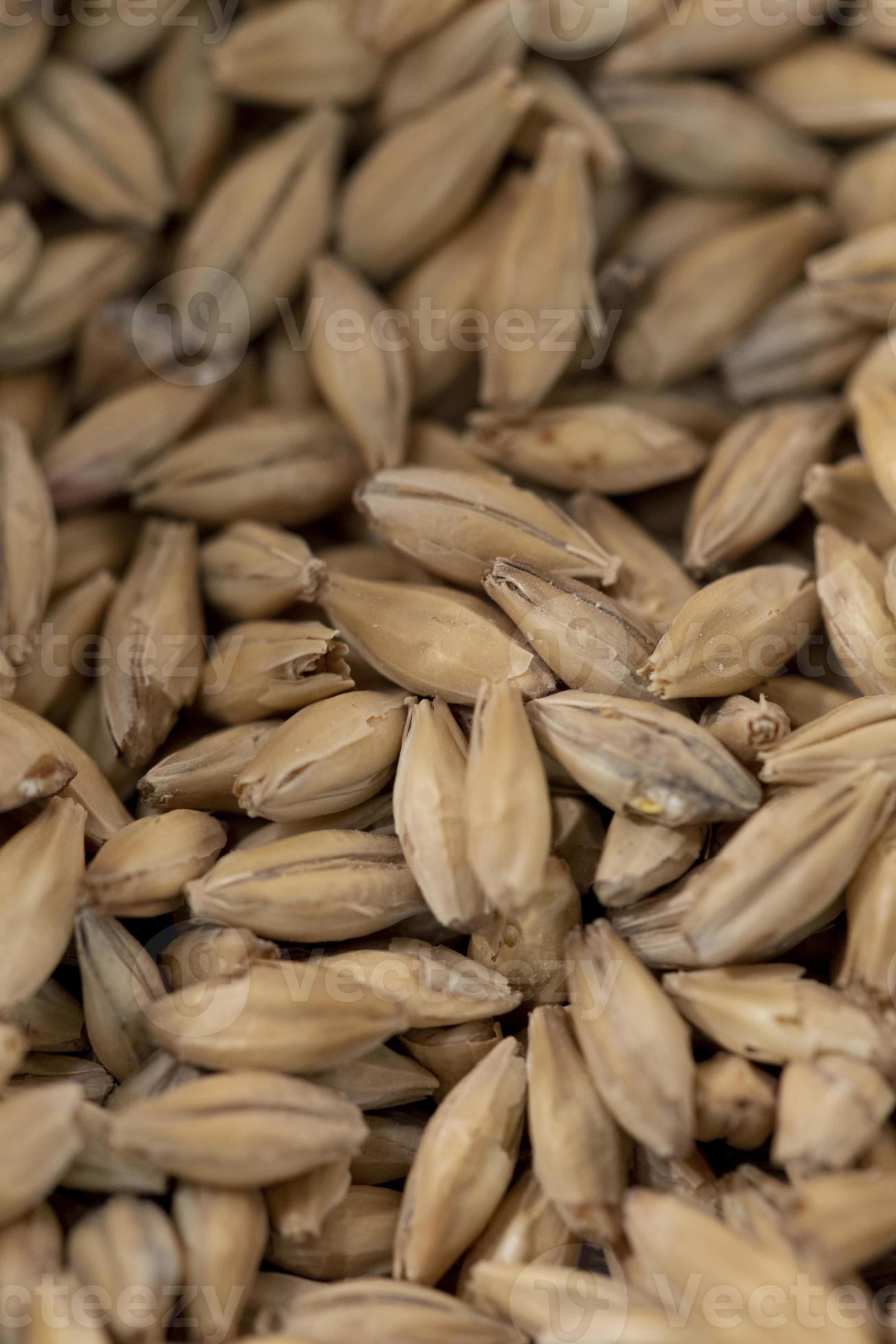 malt grains for brewing. 12174679 Stock Photo at Vecteezy