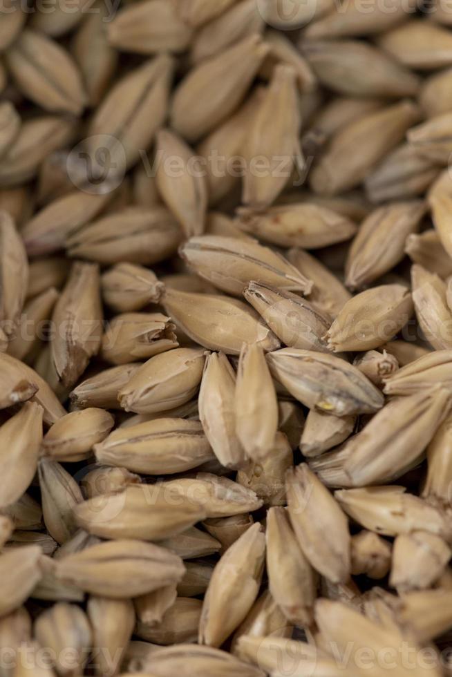 malt grains for brewing. 12174679 Stock Photo at Vecteezy