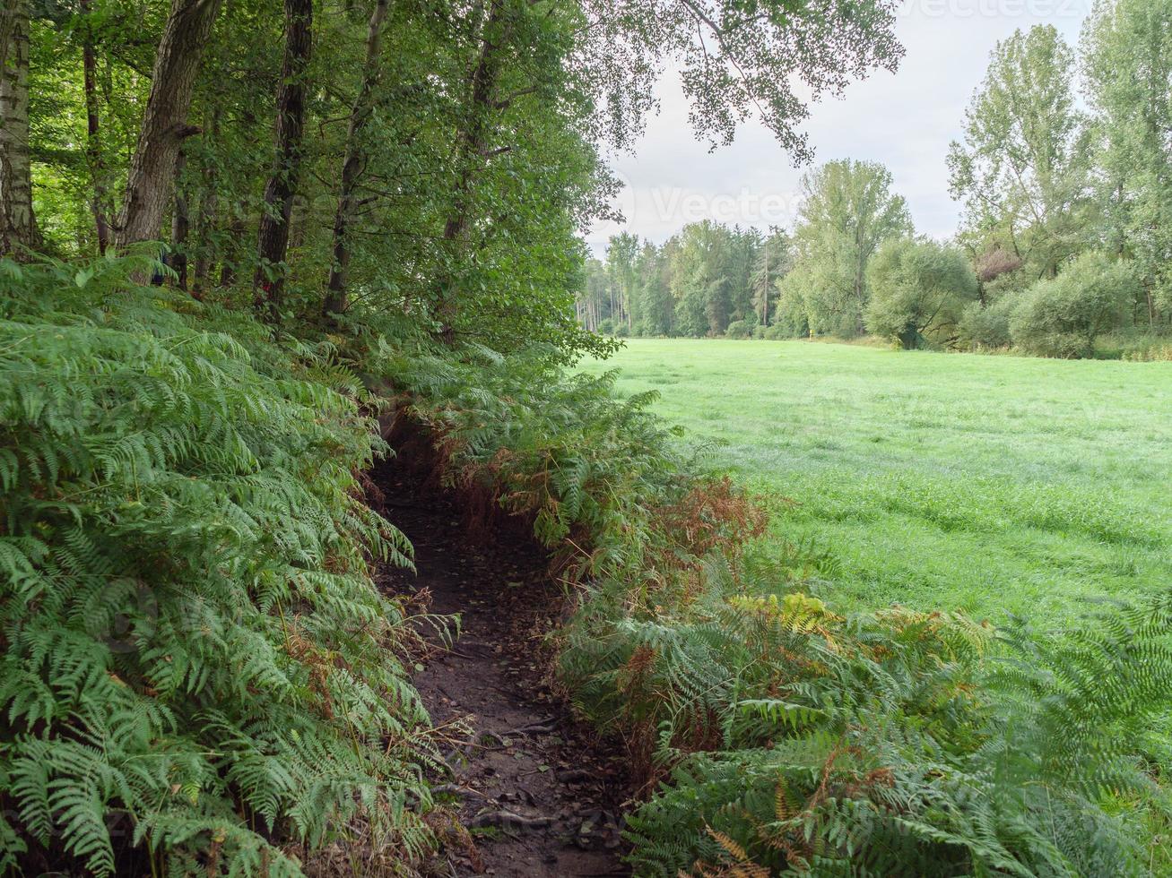 at the river Berkel in germany photo