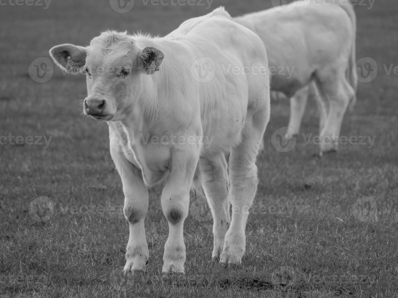 cows in westphalia photo