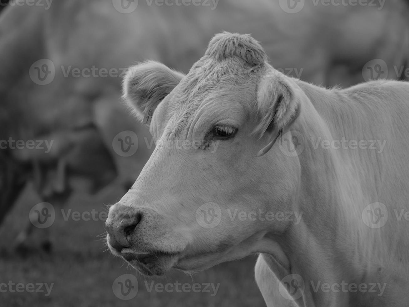 cows in westphalia photo