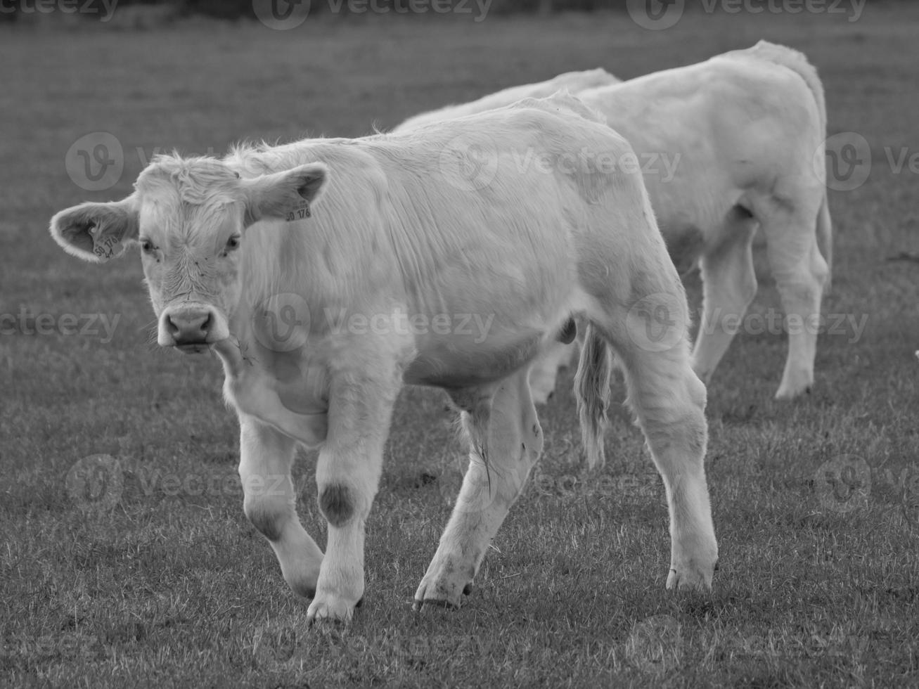 cows in westphalia photo