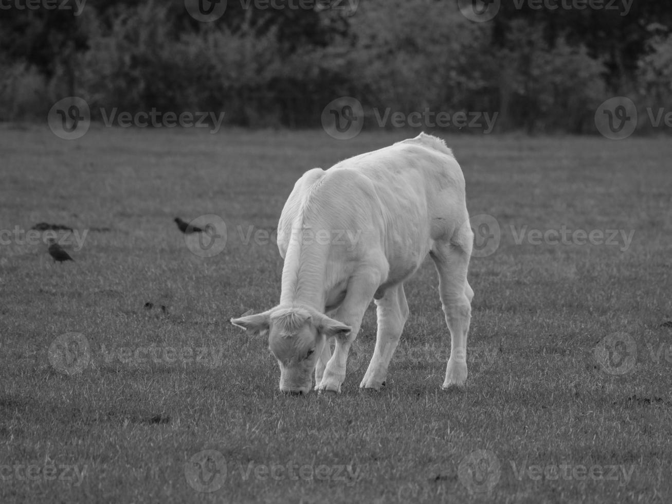 vacas en westfalia foto