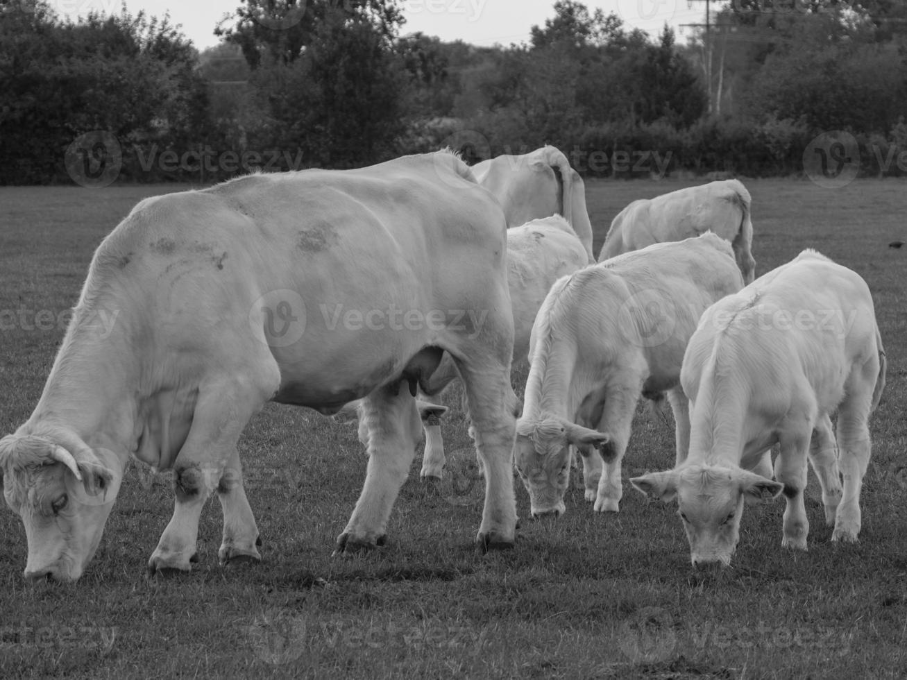 cows in westphalia photo