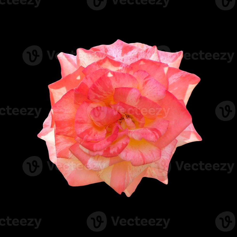 flor roja aislada en el fondo negro y textura con trazado de recorte. foto