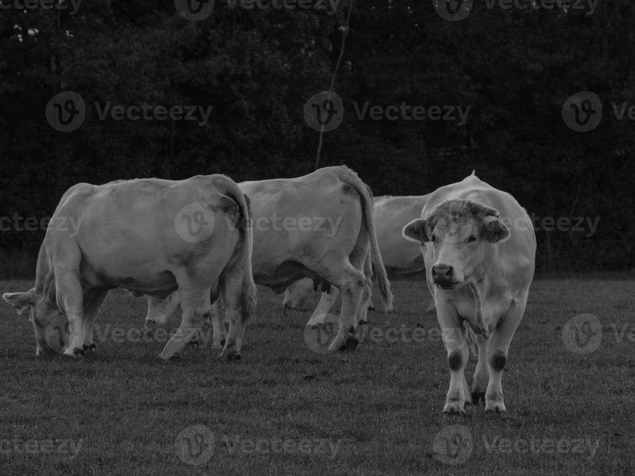 cows in westphalia photo