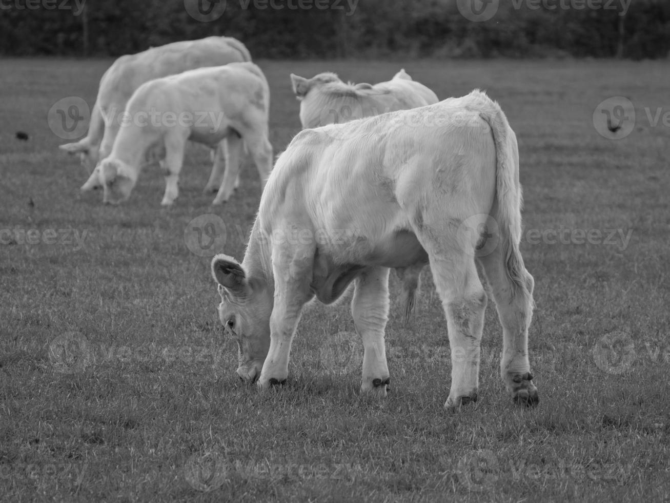 cows in westphalia photo