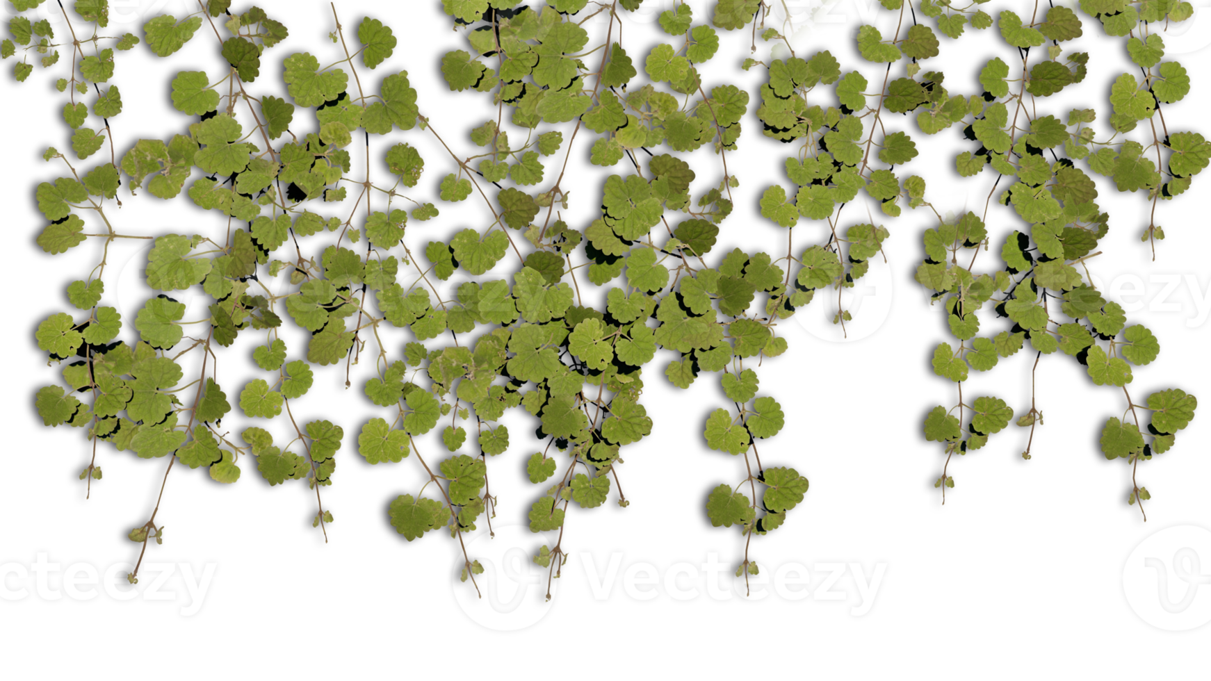 A 3d rendering image of green ivy climbing on old concrete wall