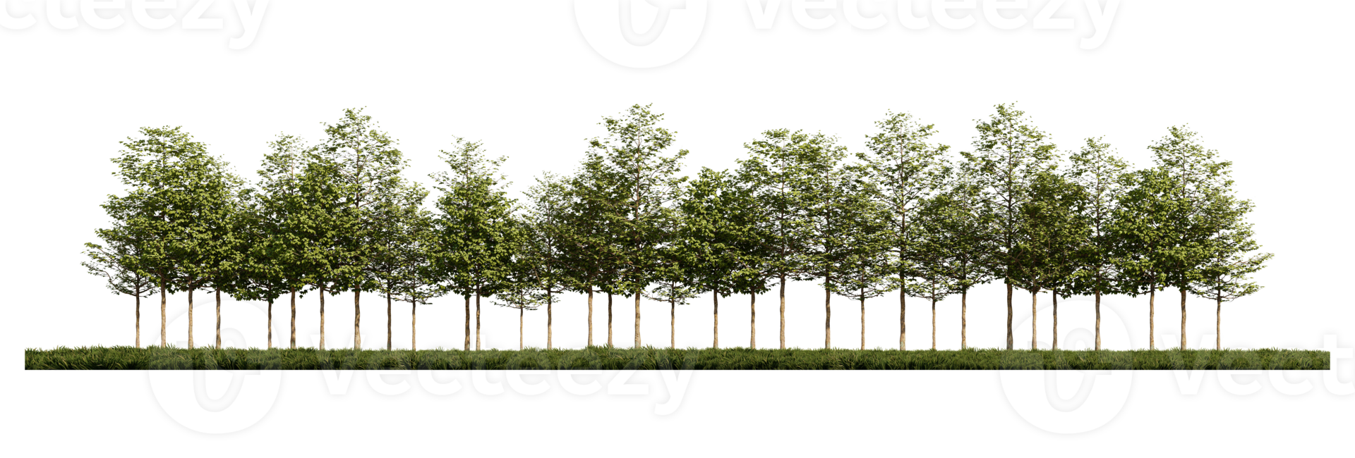 3ds rendering image of front view of trees on grasses field. png