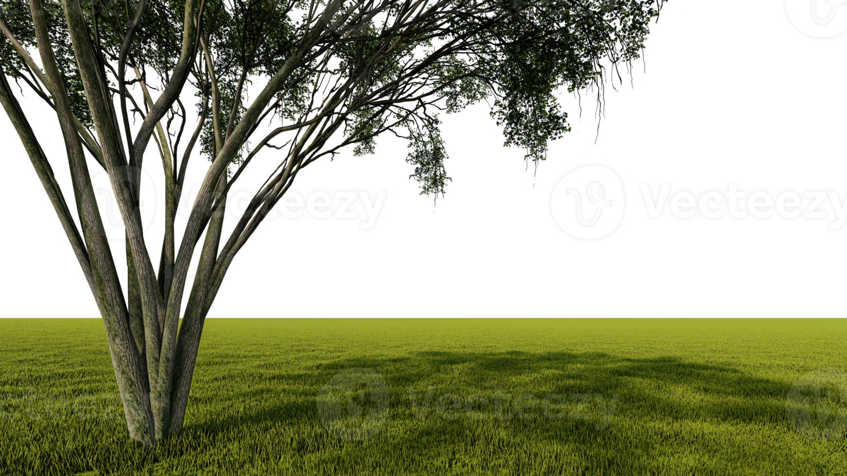 A 3d rendering image of a big tree placed grass field. png