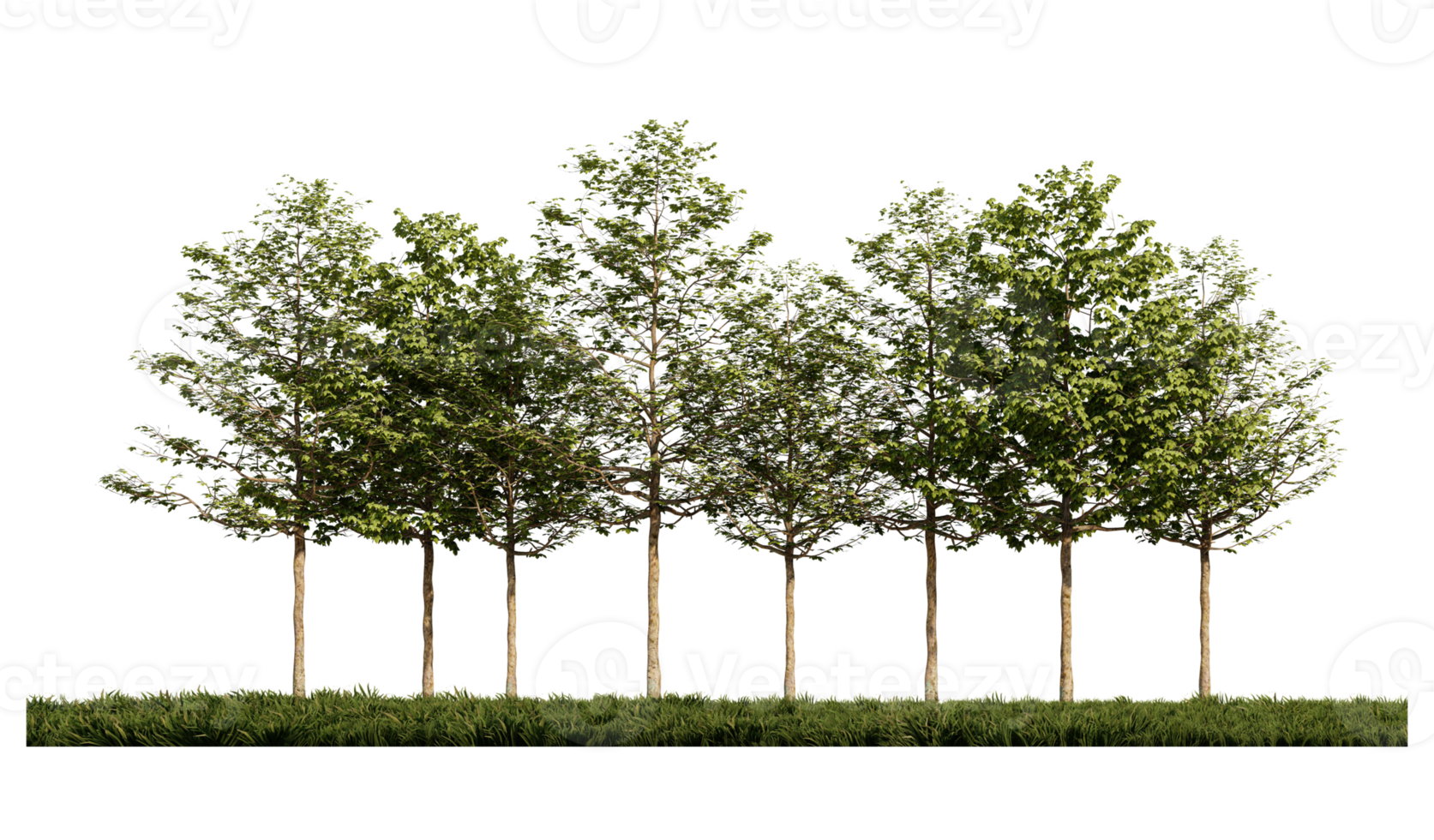 3ds rendering image of front view of trees on grasses field. png