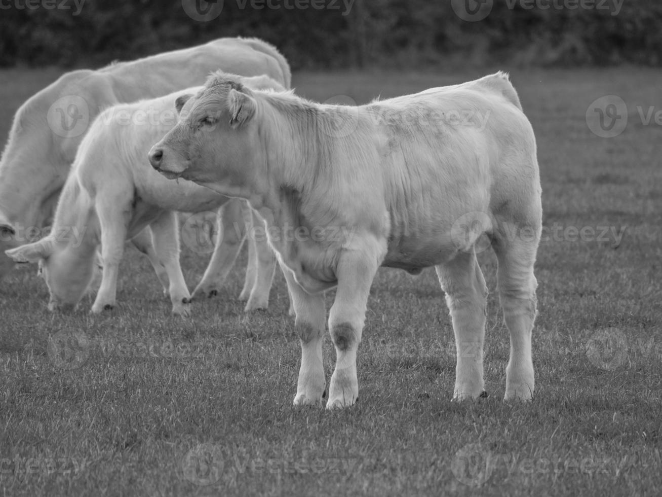 cows in westphalia photo