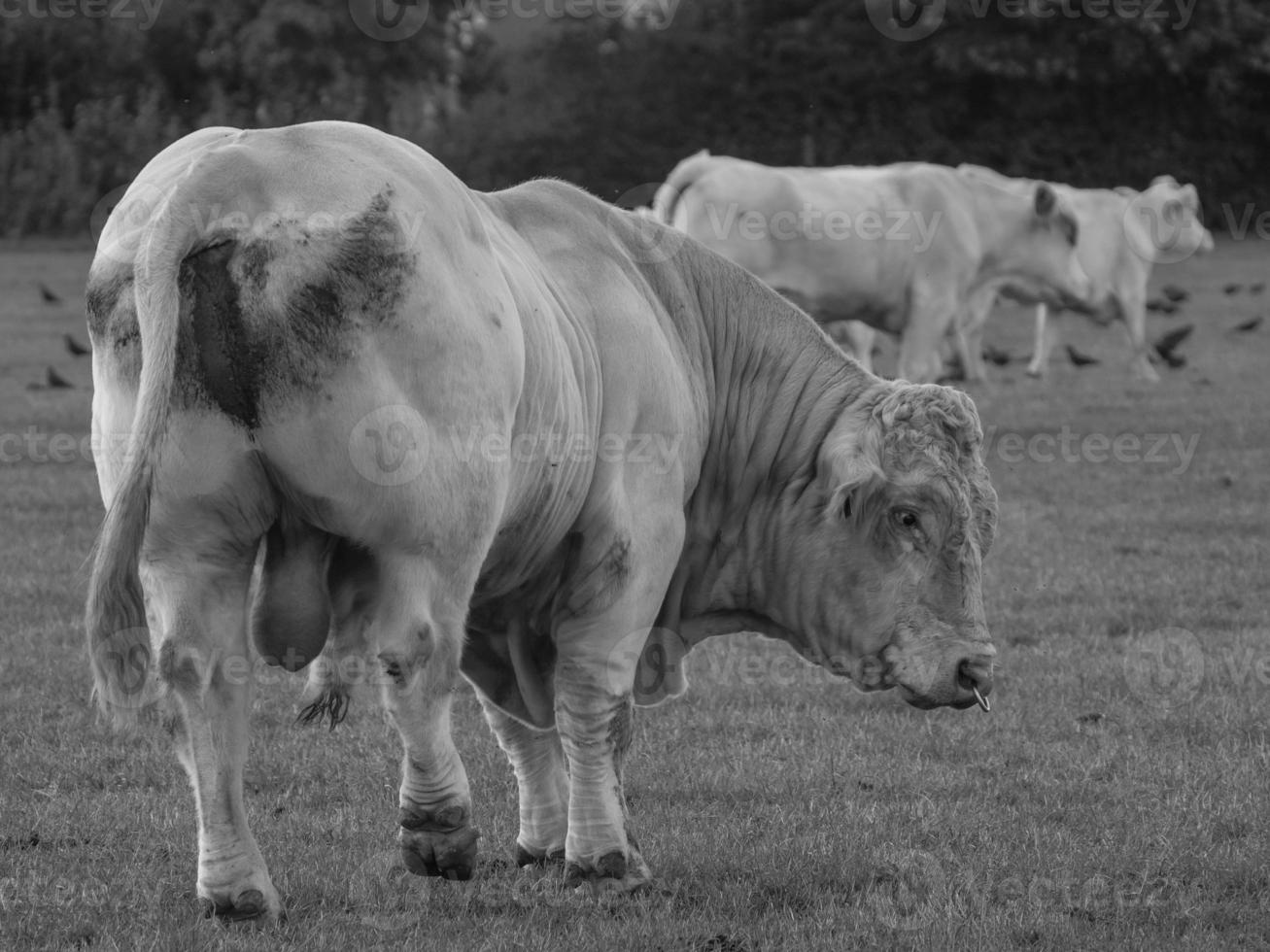 vacas en westfalia foto