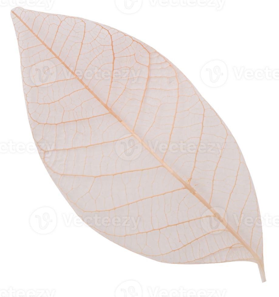 White leaf isolated png