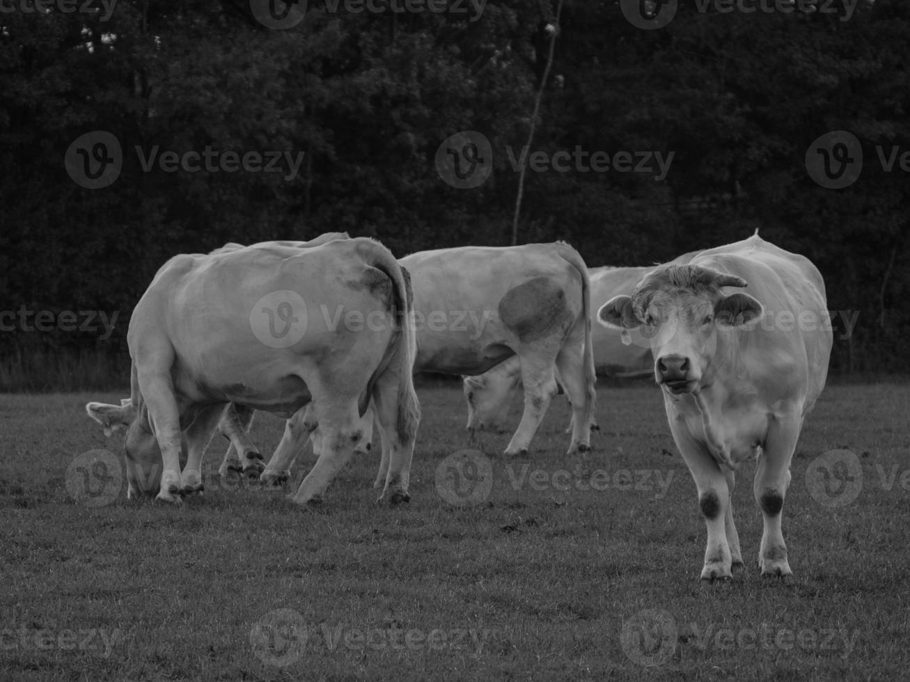 vacas en westfalia foto