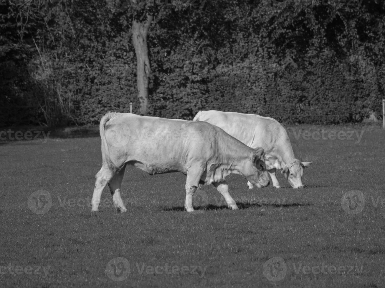 cows in westphalia photo