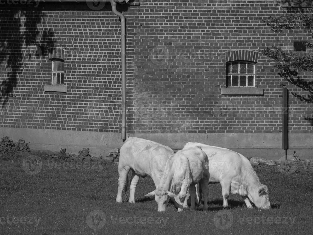 cows in westphalia photo