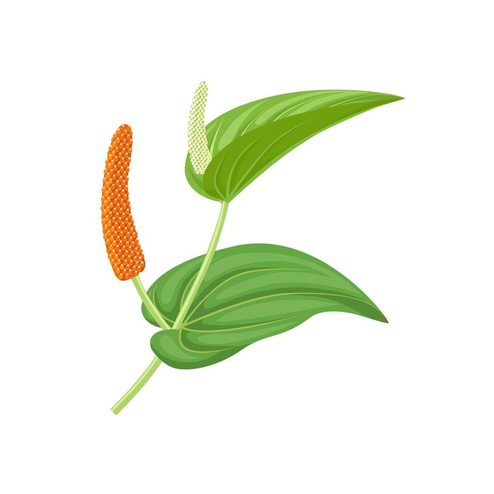 Vector illustration, Long pepper with fruit and leaves, scientific name Piper longum, isolated on white background.