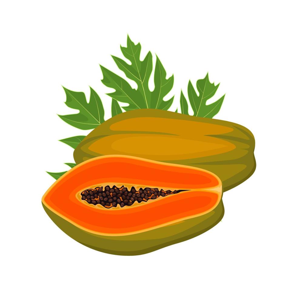 ilustración vectorial, fruta de papaya madura, con hojas verdes, aislada en fondo blanco. vector