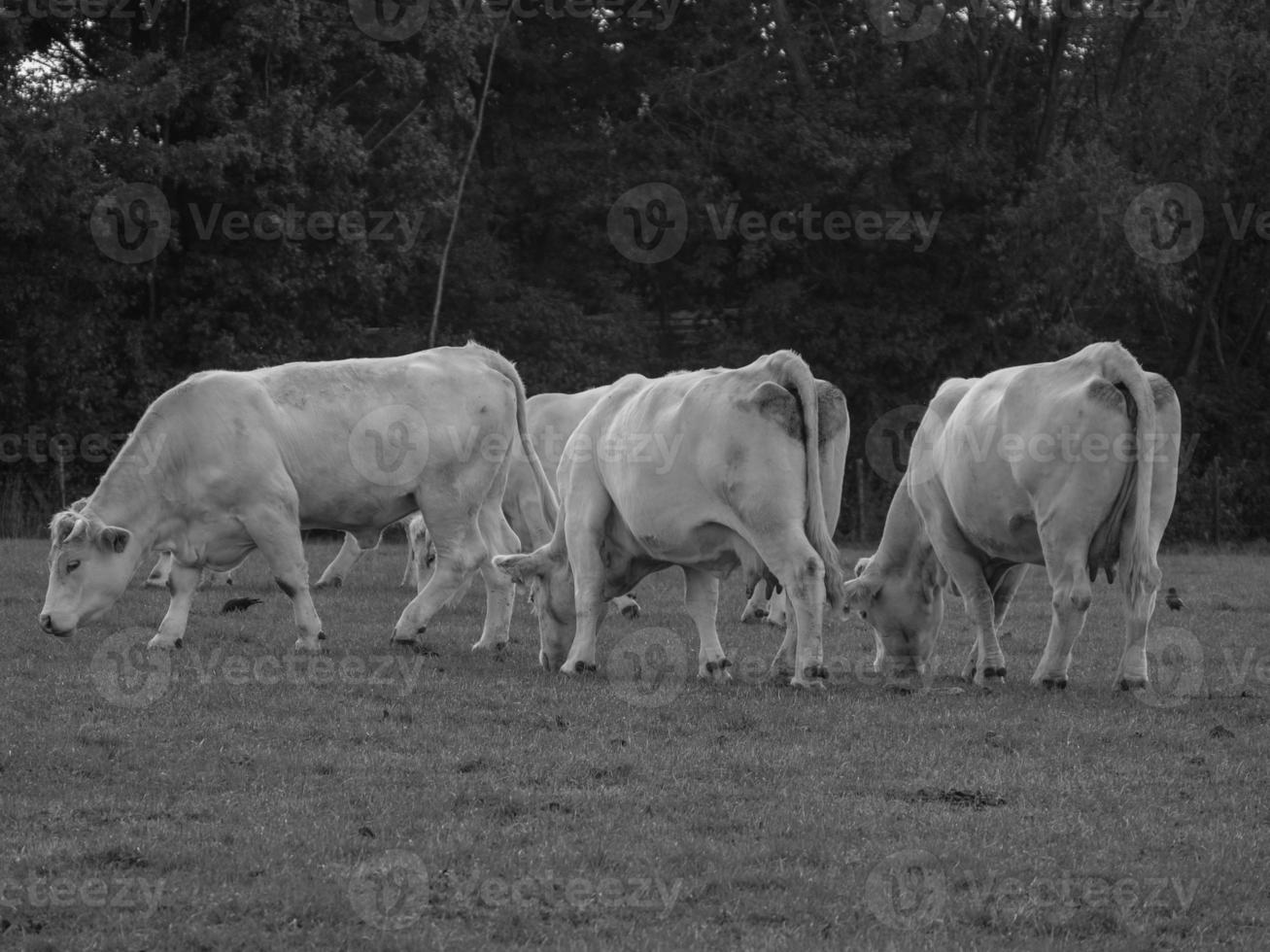 cows in westphalia photo
