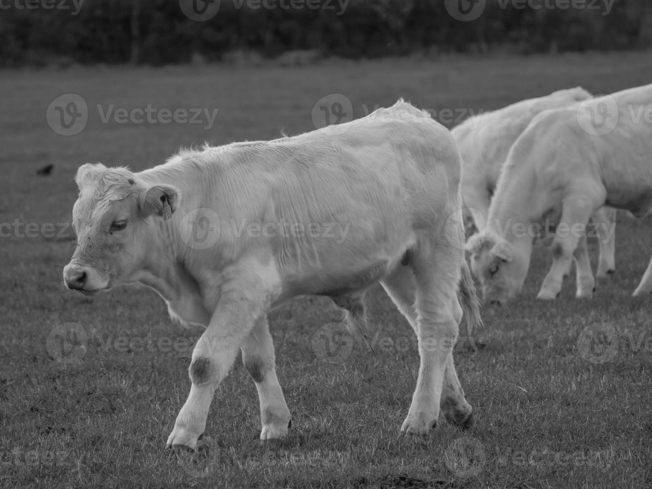 vacas en westfalia foto