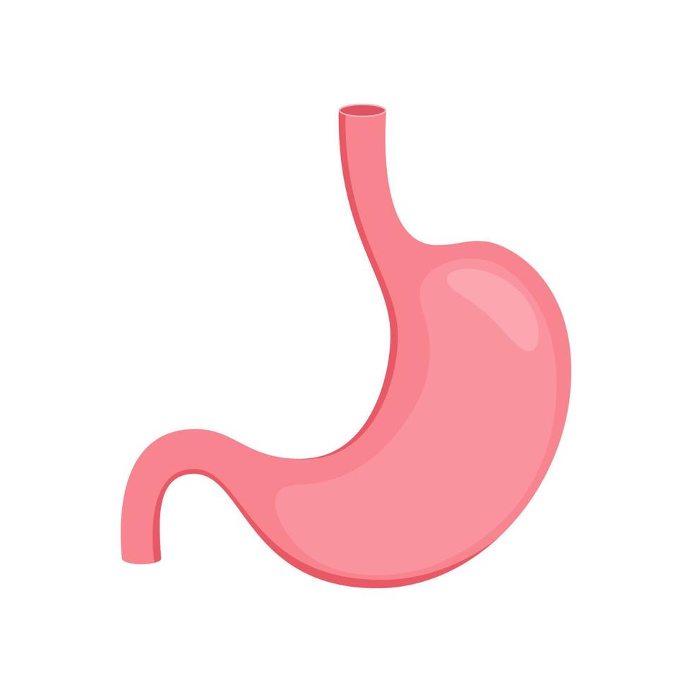 Stomach illustration isolated on white background. vector