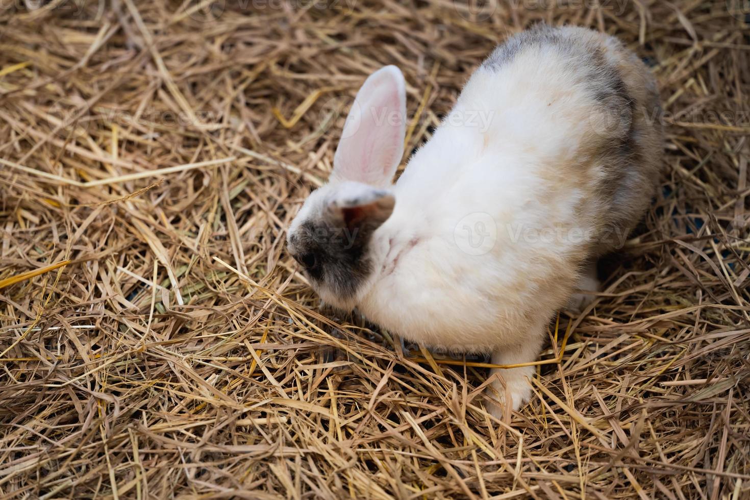 Cute little bunny was running and jumping and playing on brown haystack. Empty space for entering text. photo