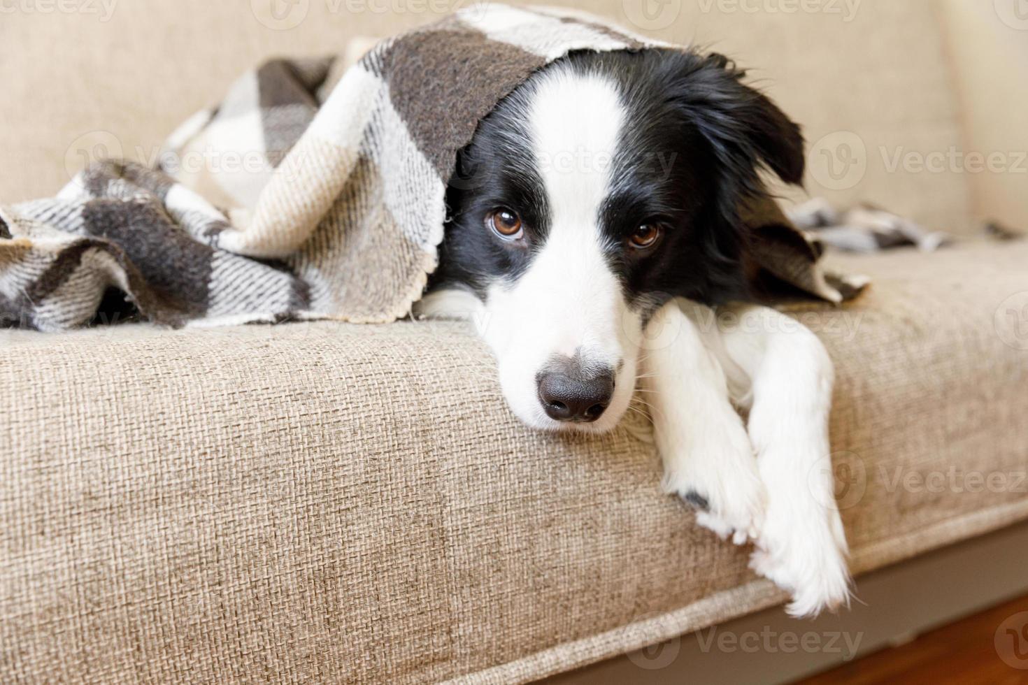 Funny puppy dog border collie lying on couch under plaid indoors. Little pet dog at home keeping warm hiding under blanket in cold fall autumn winter weather. Pet animal life concept. photo