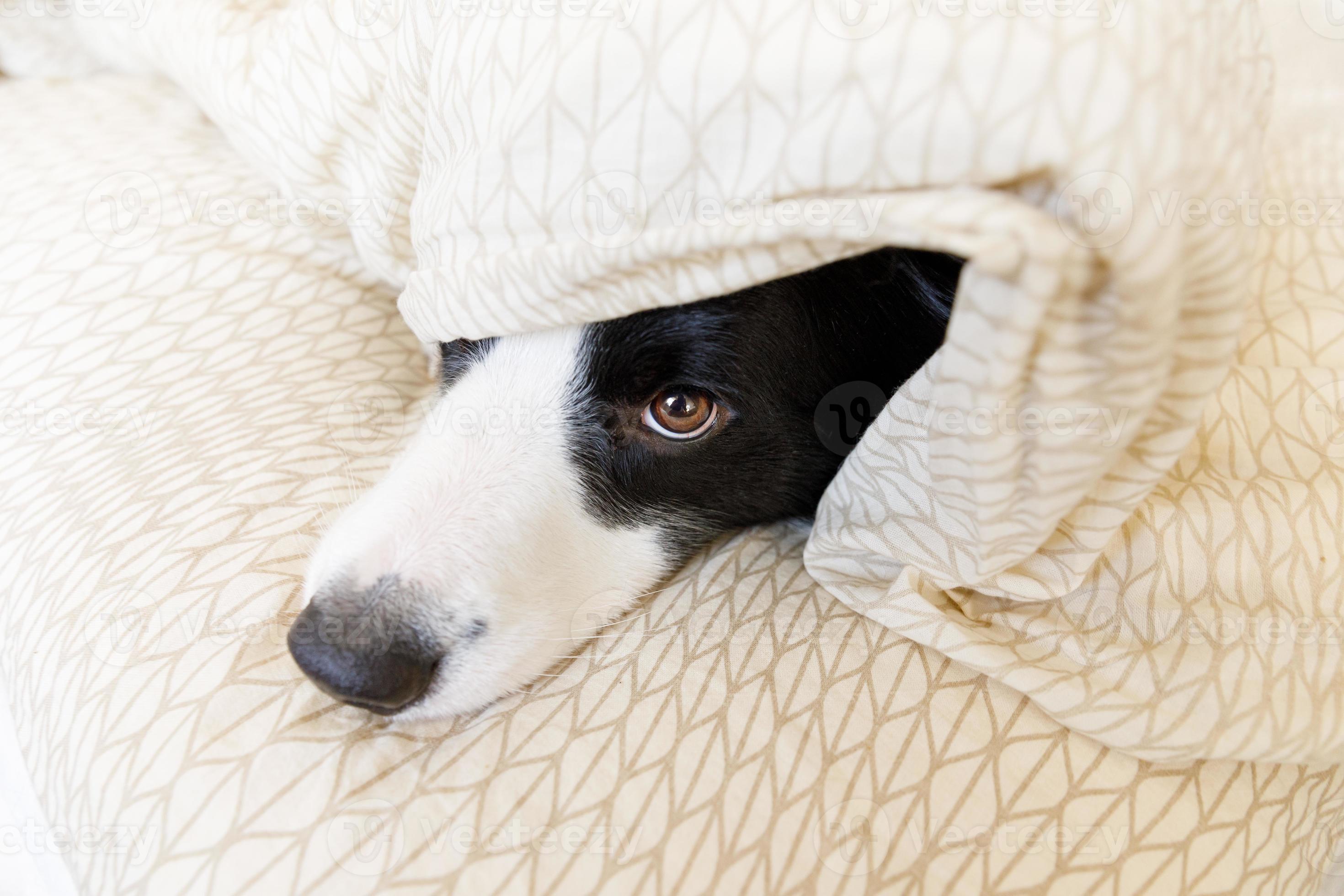 Funny portrait of cute smiling puppy dog border collie lay on pillow blanket in bed. New lovely member of family little dog at home lying and sleeping. Pet care and animals concept. Funny portrait of cute smiling puppy dog border collie lay on pillow blanket in bed. New lovely member of family little dog at home lying and sleeping. Pet care and animals concept.