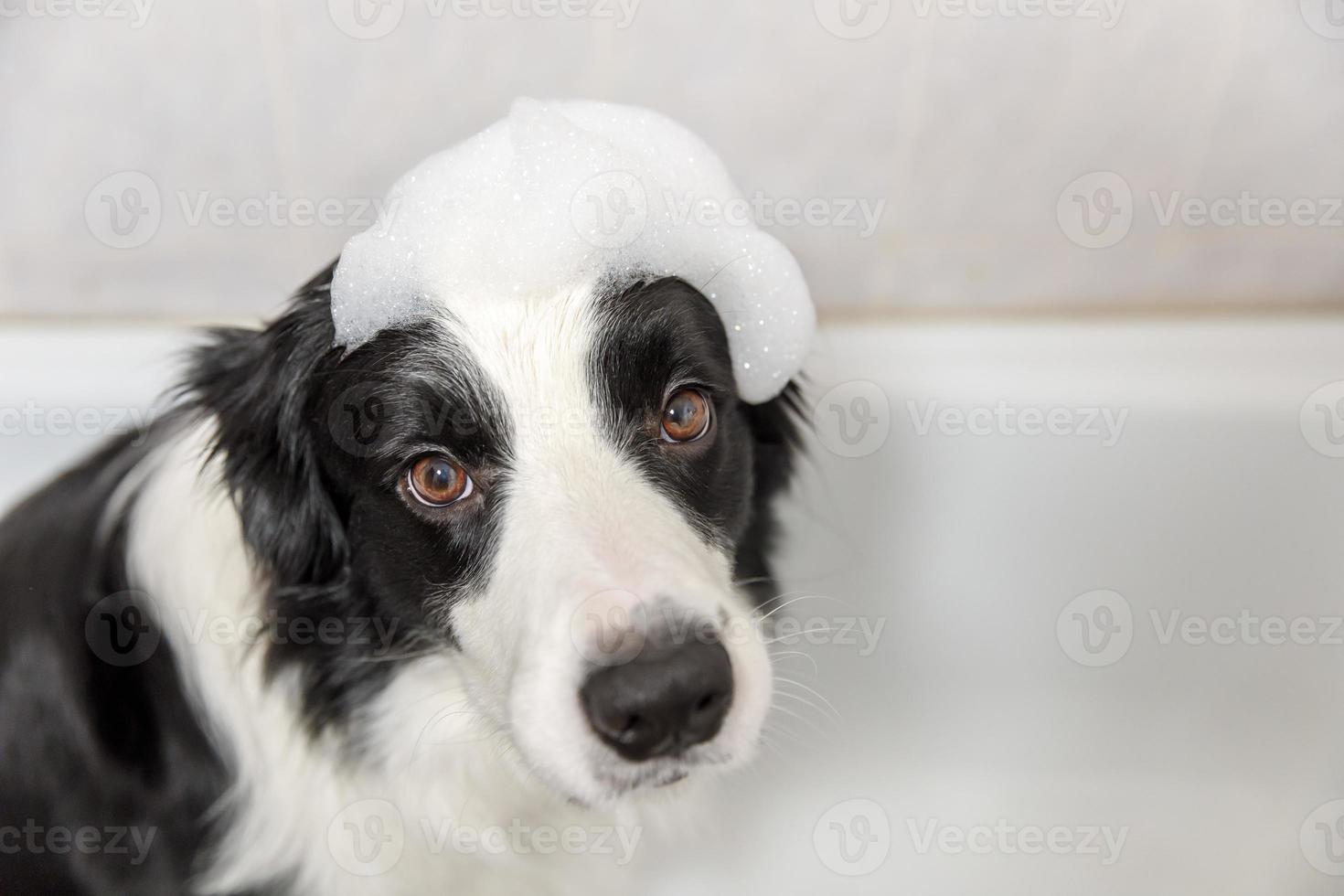Funny indoor portrait of puppy dog border collie sitting in bath gets