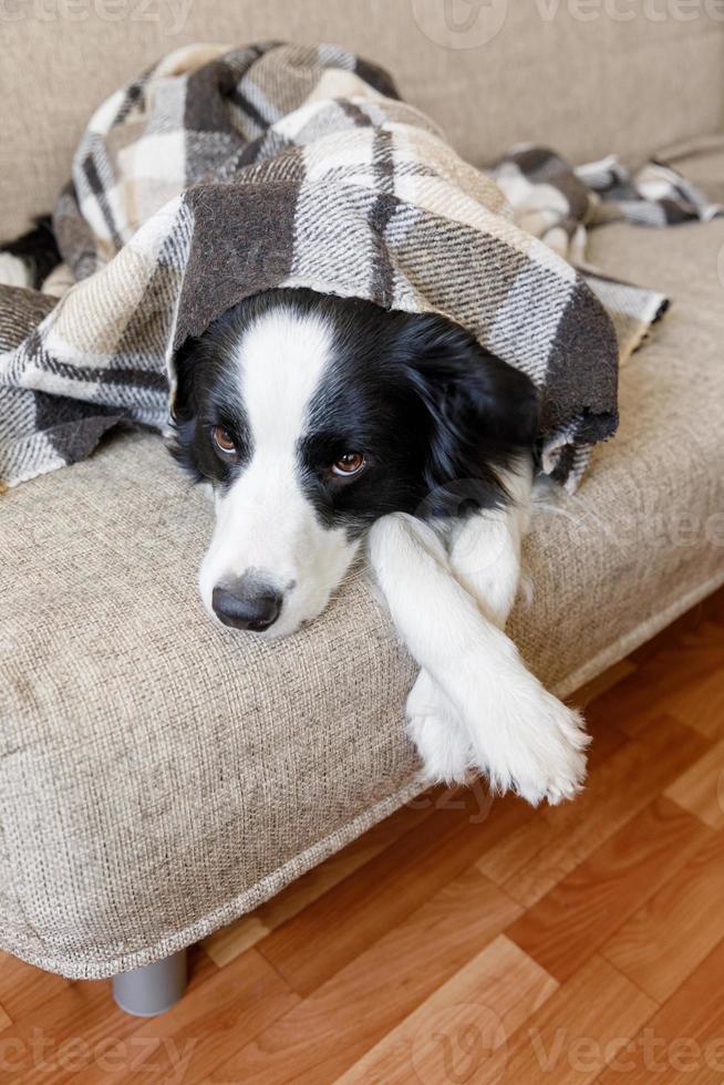 Funny puppy dog border collie lying on couch under plaid indoors. Little pet dog at home keeping warm hiding under blanket in cold fall autumn winter weather. Pet animal life concept. photo