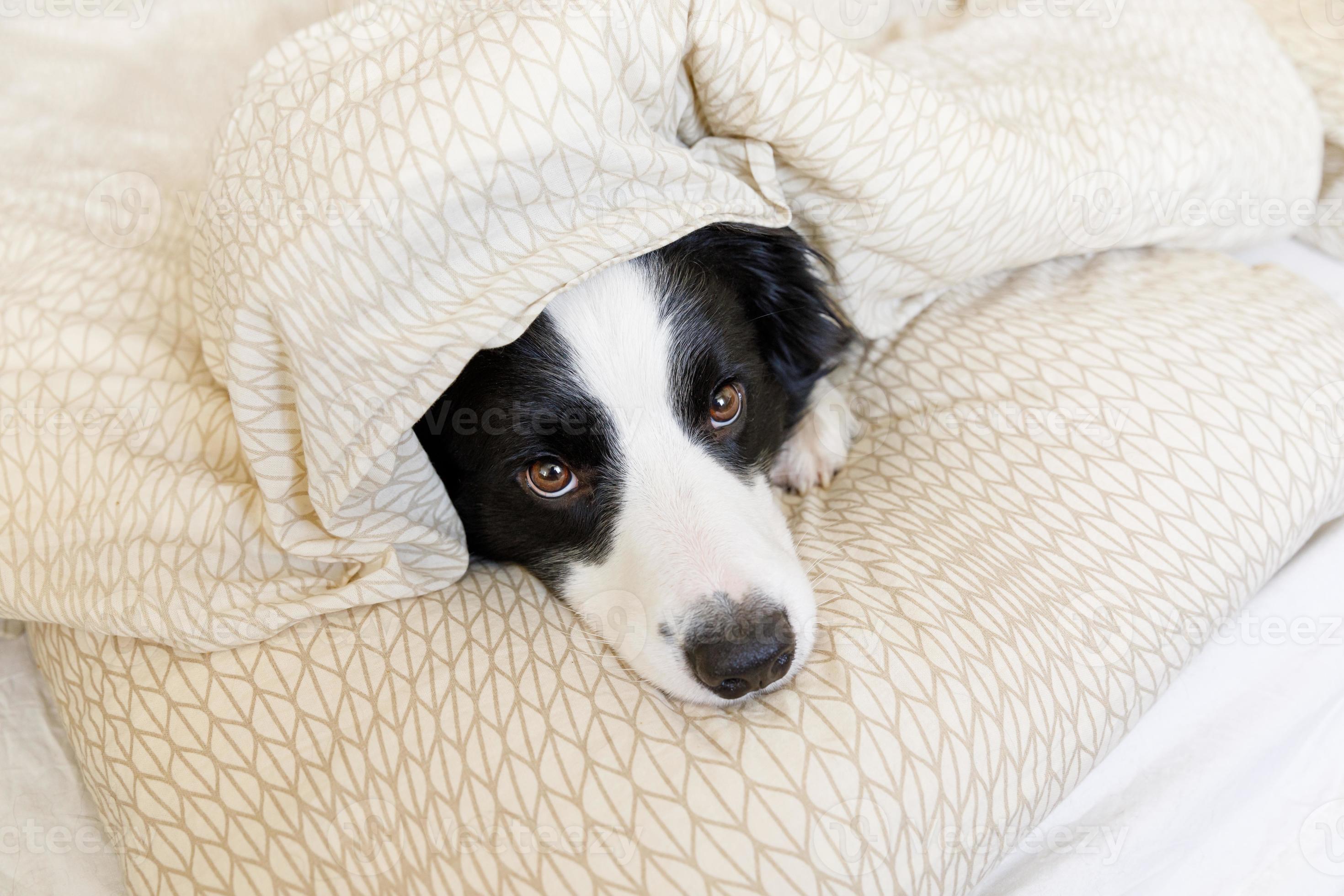 Funny portrait of cute smiling puppy dog border collie lay on pillow  blanket in bed. New lovely member of family little dog at home lying and  sleeping. Pet care and animals concept.