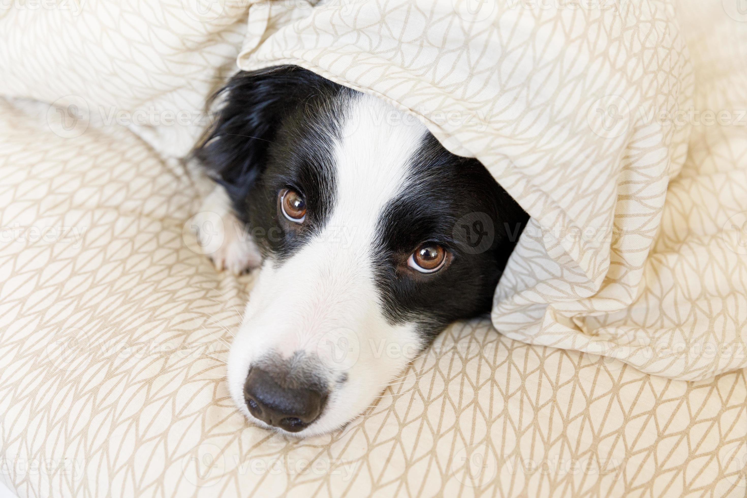 Funny portrait of cute smiling puppy dog border collie lay on pillow blanket in bed. New lovely member of family little dog at home lying and sleeping. Pet care and animals concept. Funny portrait of cute smiling puppy dog border collie lay on pillow blanket in bed. New lovely member of family little dog at home lying and sleeping. Pet care and animals concept.