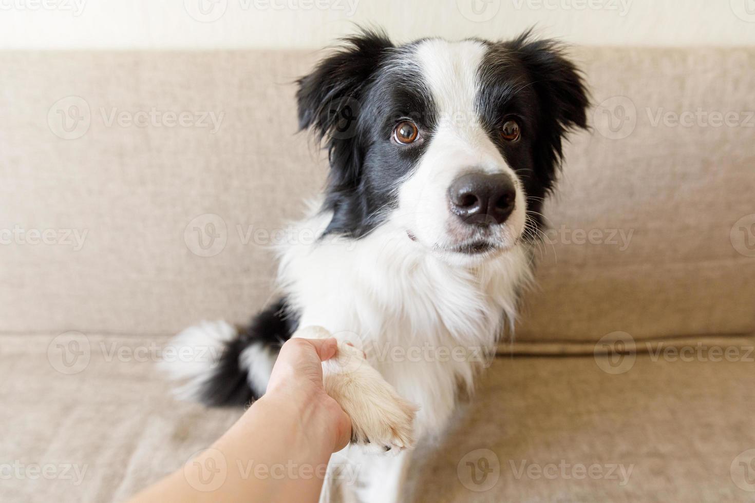 divertido retrato de lindo cachorro border collie en el sofá dando pata. pata de perro y mano humana haciendo apretón de manos. truco de entrenamiento del propietario con un amigo perro en casa en el interior. concepto de equipo de apoyo de amor de amistad. foto