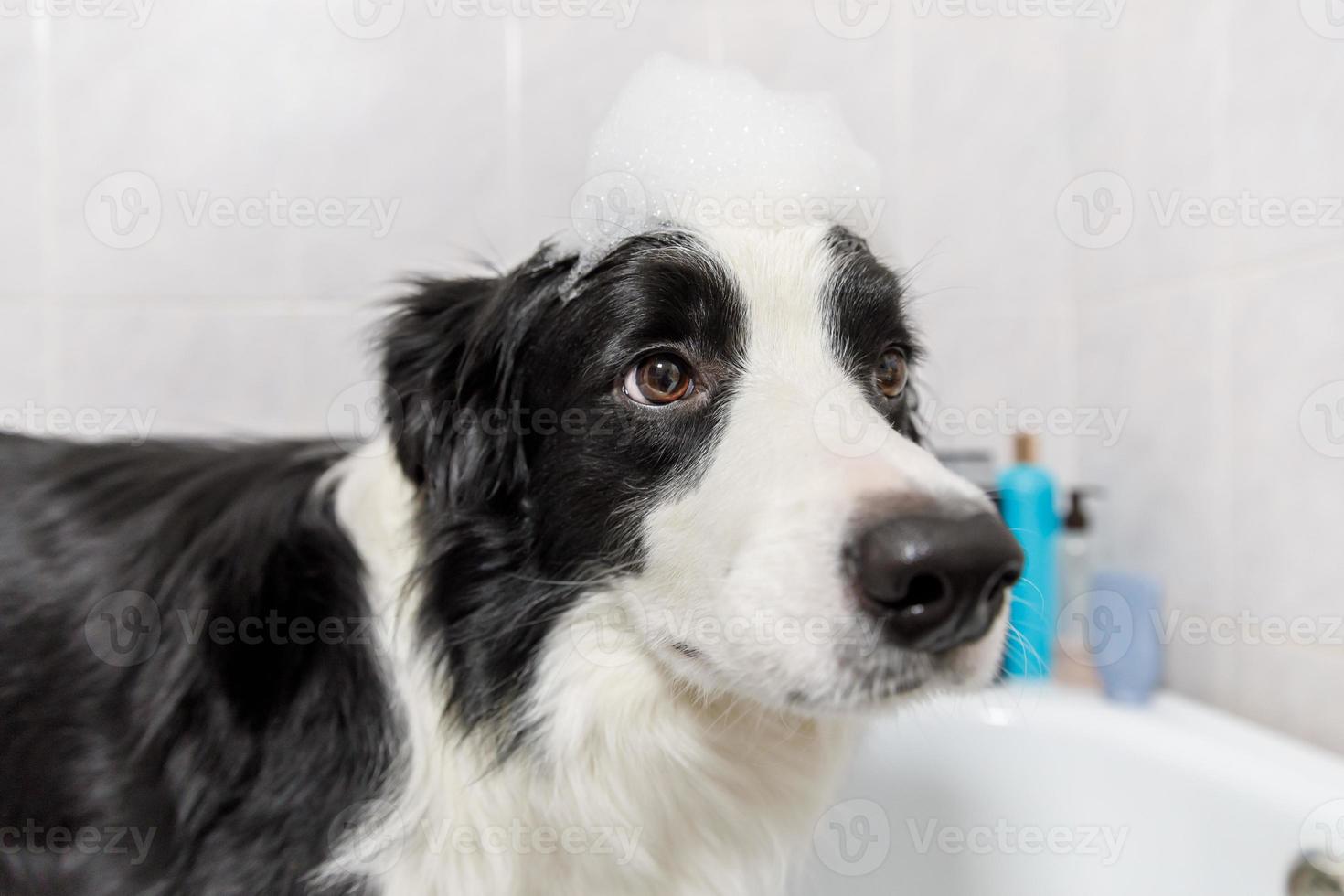Funny indoor portrait of puppy dog border collie sitting in bath gets bubble bath showering with shampoo. Cute little dog wet in bathtub in grooming salon. Clean dog with funny foam soap on head. photo