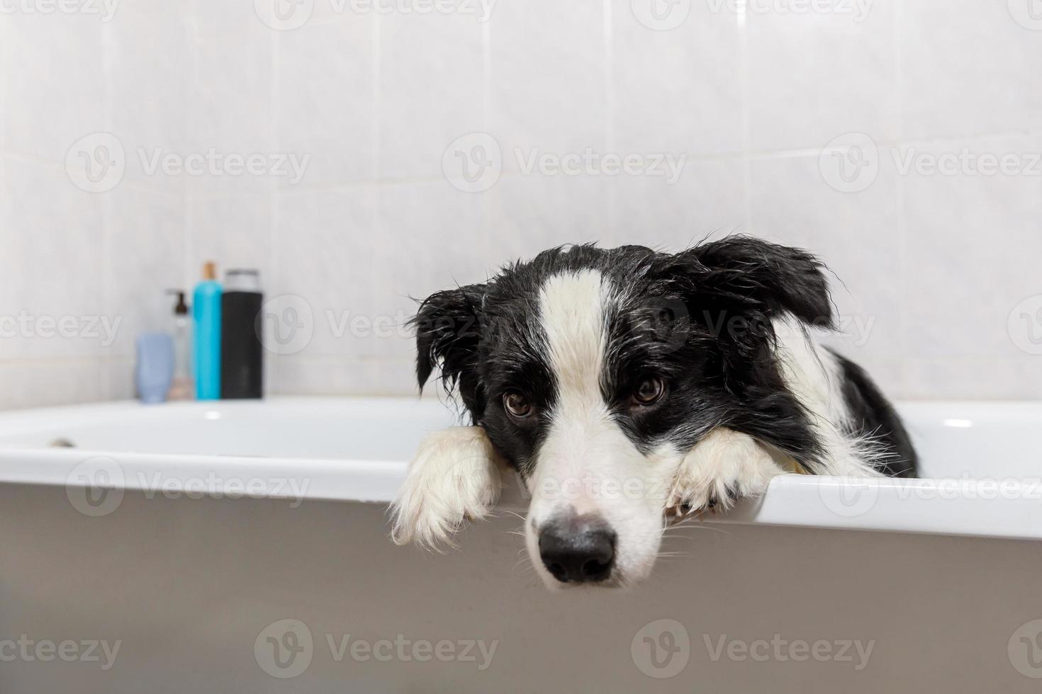 Funny indoor portrait of puppy dog border collie sitting in bath gets bubble bath showering with shampoo. Cute little dog wet in bathtub in grooming salon. Dirty dog washing in bathroom. photo